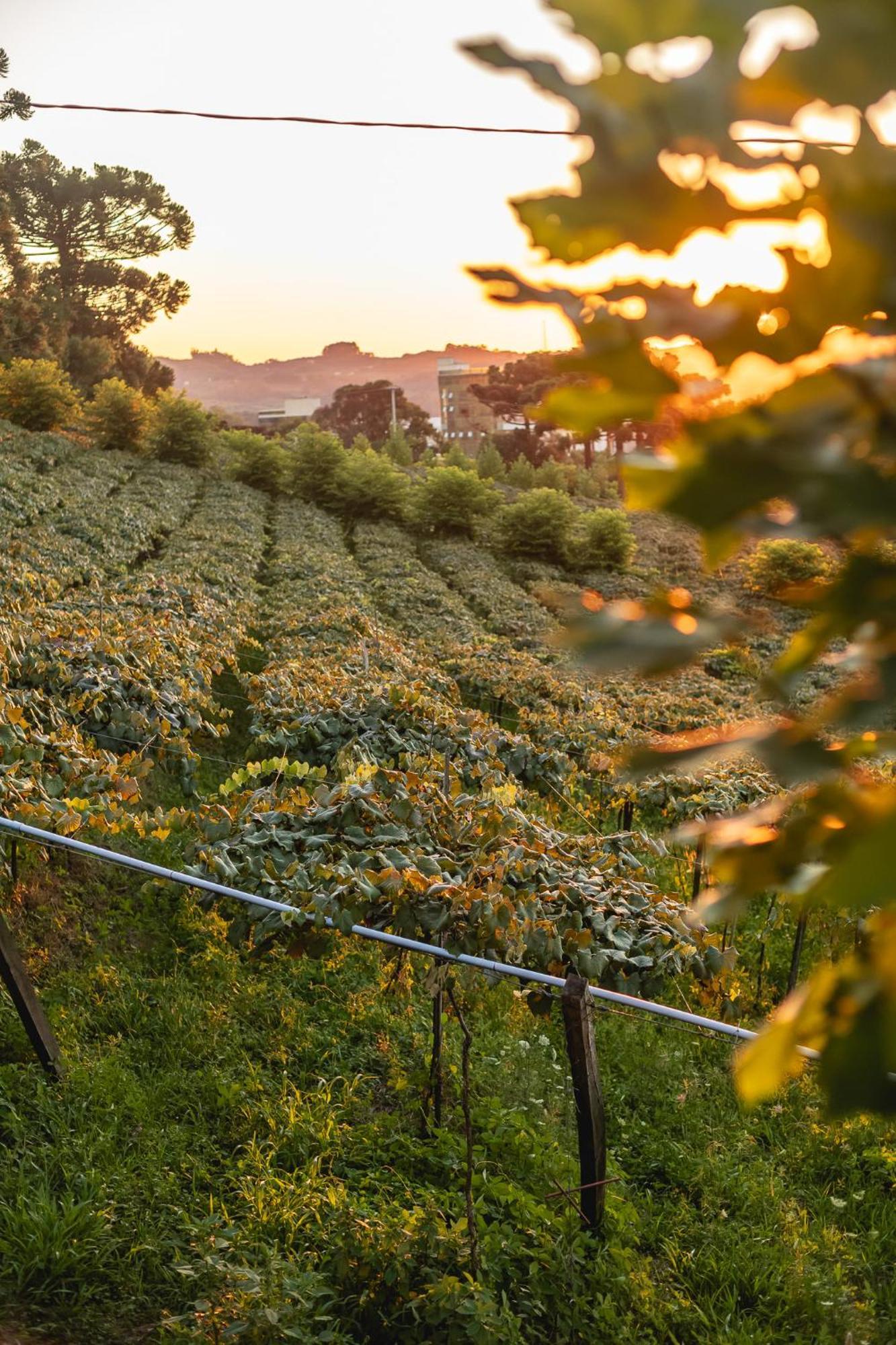 Doera Experience - Pousada De Luxo - Vale Dos Vinhedos Bento Gonçalves المظهر الخارجي الصورة